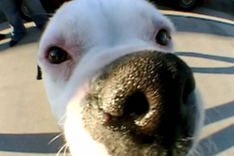 a closeup of a dog’s snout