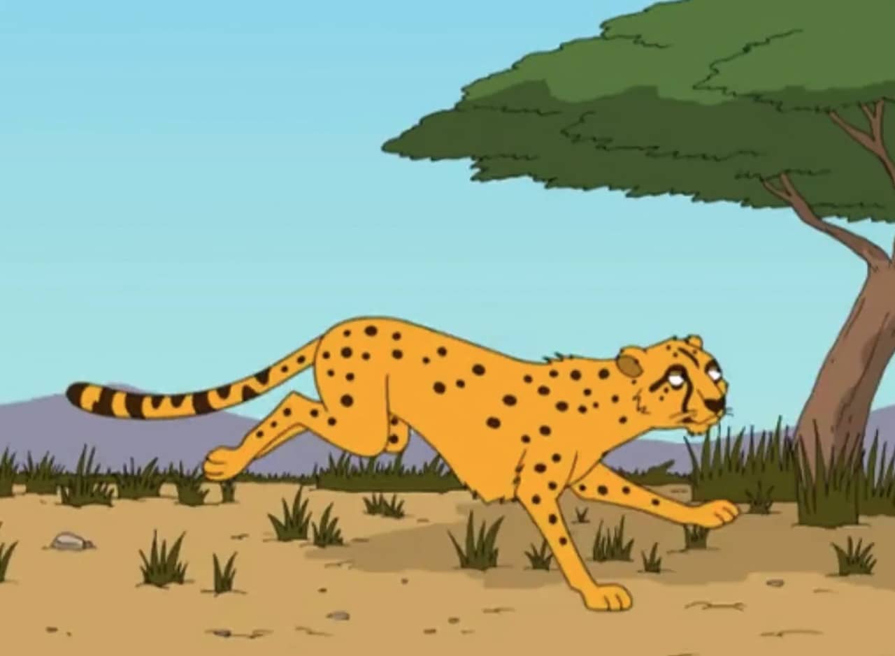 a cheetah running