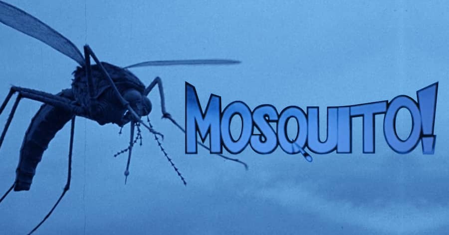 Mosquito!